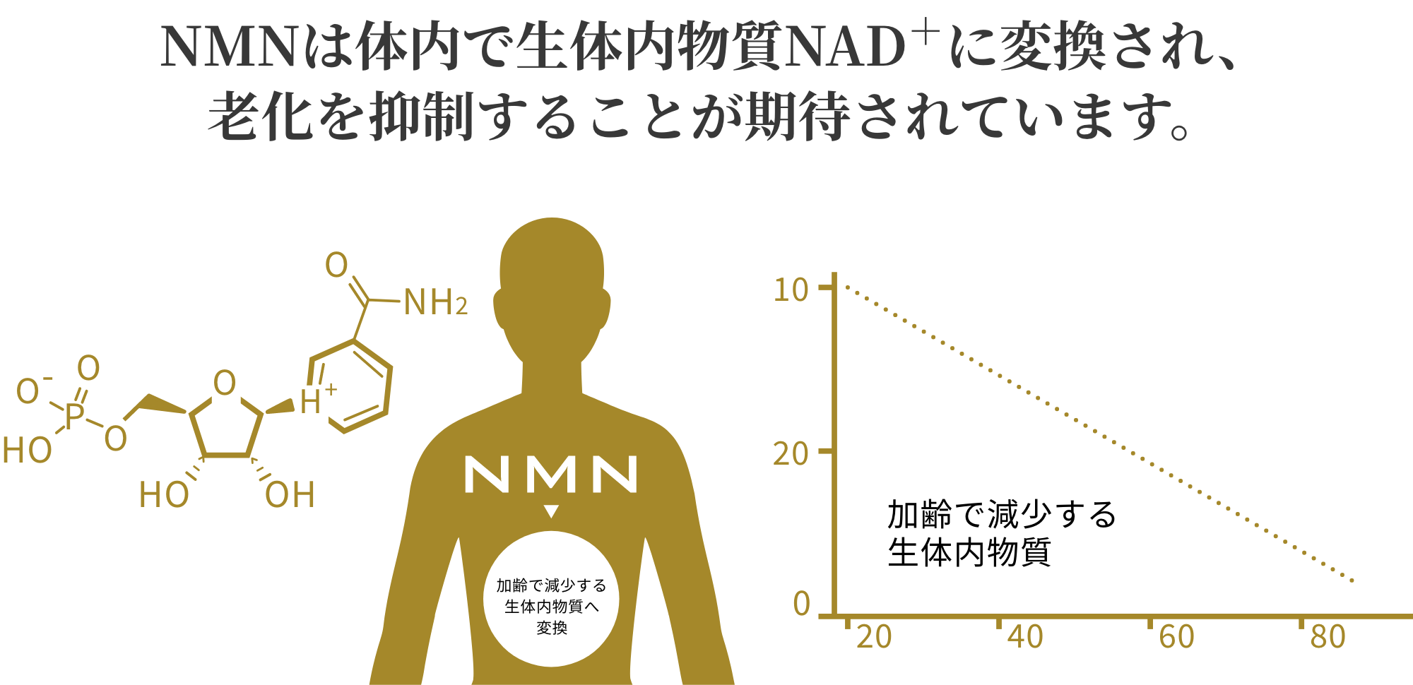 NMNは体内で生体内物質NAD+に変換され、老化を抑制することが期待されています。加齢で減少する生体内物質